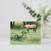 Cheval au Ranch - Carte postale (Debout devant)