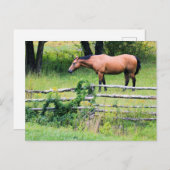 Cheval au Ranch - Carte postale (Devant / Derrière)