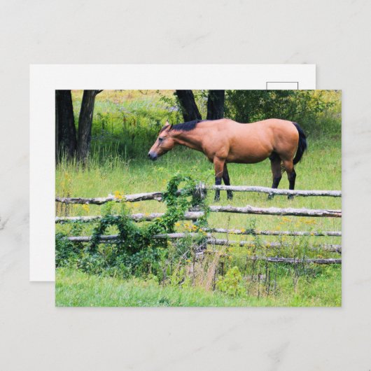 Cheval au Ranch - Carte postale (Devant / Derrière)