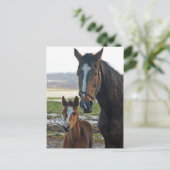 Cheval avec carte postale de poulain (Debout devant)