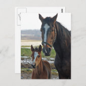 Cheval avec carte postale de poulain (Devant / Derrière)