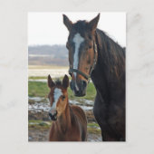 Cheval avec carte postale de poulain (Devant)