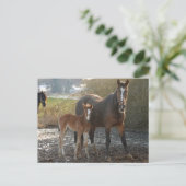 Cheval avec carte postale de poulain (Debout devant)