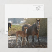 Cheval avec carte postale de poulain (Devant / Derrière)