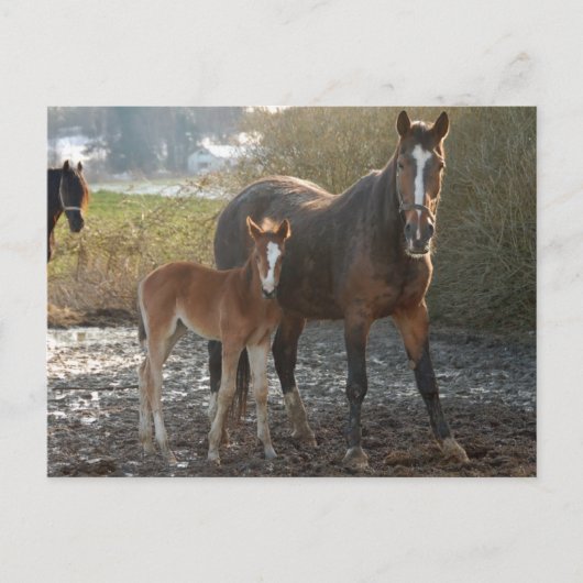 Cheval avec carte postale de poulain (Devant)
