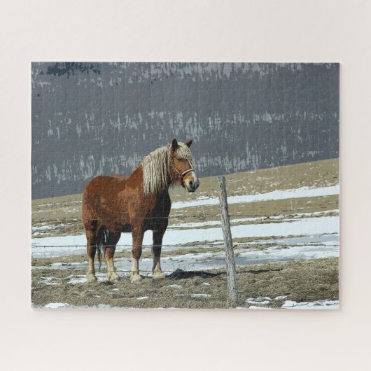 Cheval Belge À Paddock Jigsaw Puzzle (Horizontal)