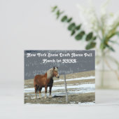 Cheval Belge En Carte Postale Paddock (Debout devant)