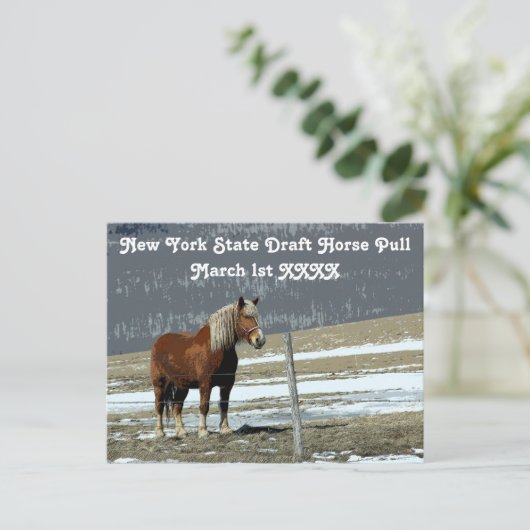 Cheval Belge En Carte Postale Paddock (Debout devant)