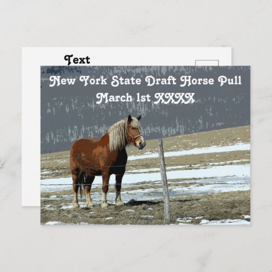 Cheval Belge En Carte Postale Paddock (Devant / Derrière)