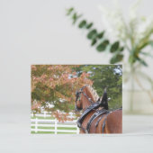 Cheval Belge en Harnais Carte Postale (Debout devant)