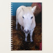 Cheval blanc (Devant)