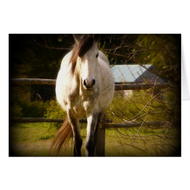 Cheval blanc (Devant horizontal)