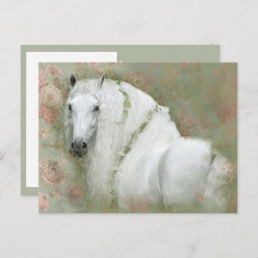 Cheval Blanc - Carte postale (Devant / Derrière)