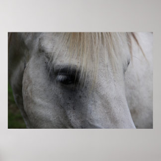 Cheval Blanc Vue de la sagesse - Poster
