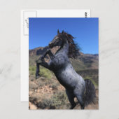 Cheval Blue Roan Cabré dans le Désert Carte Postal (Devant / Derrière)
