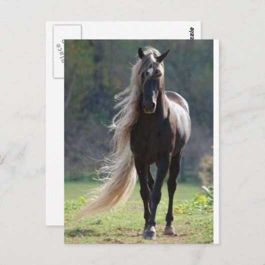 Cheval Briefkaart (Voorkant / Achterkant)