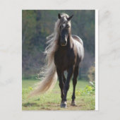 Cheval Briefkaart (Voorkant)