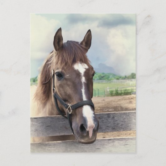 Cheval Brown avec carte postale Bridle (Devant)