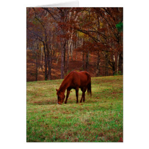 Cheval Brown avec nez blanc au bord des bois