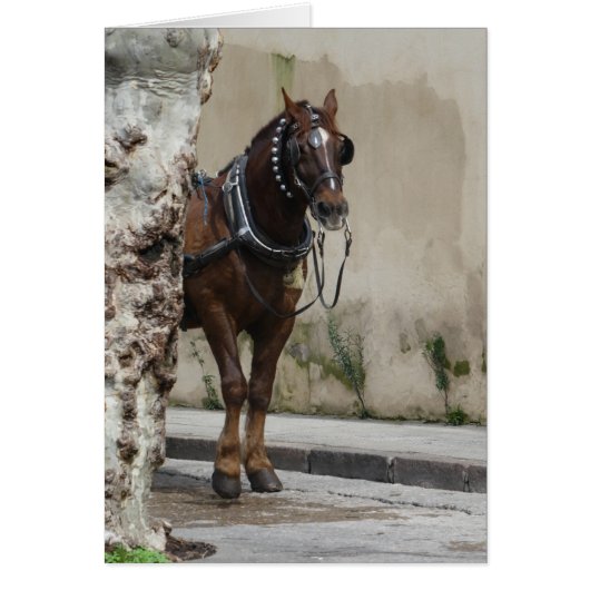 Cheval Brown, Carte de voeux intérieure blanche (Devant)