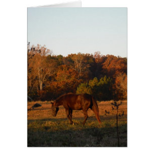 Cheval Brown rouge, bois d'automne.