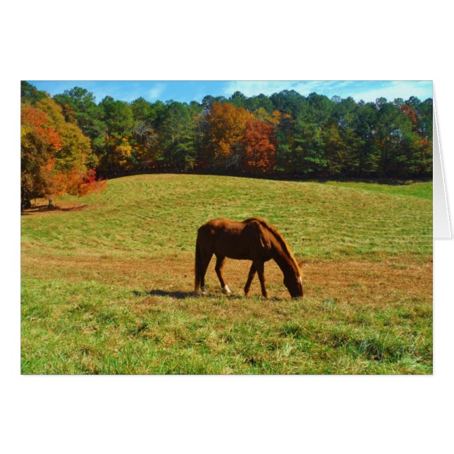 Cheval Brown rouge dans les arbres d'automne (Devant horizontal)