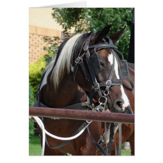 Cheval Buggy Bay Pinto Amish (Devant)