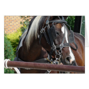 Cheval Buggy Bay Pinto Amish