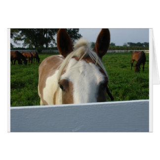 Cheval Cache-Cache