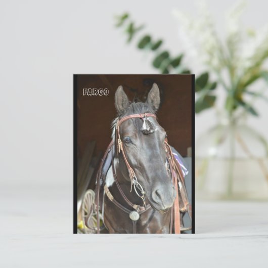 cheval Carte postale du nom pinto mare Fargo (Debout devant)