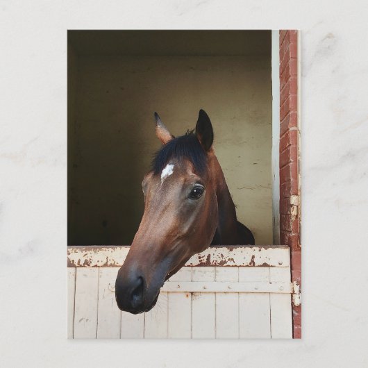 Cheval curieux dans une étable Carte postale éques (Devant)