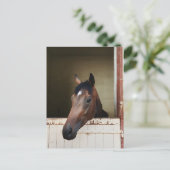 Cheval curieux dans une étable Carte postale éques (Debout devant)