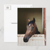 Cheval curieux dans une étable Carte postale éques (Devant / Derrière)