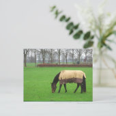 Cheval dans carte postale pré (Debout devant)
