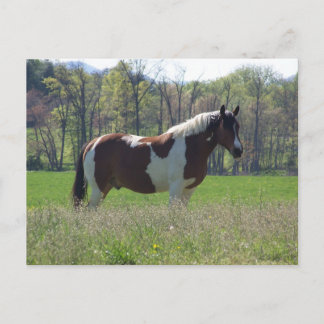 Cheval dans la carte postale Fleur sauvage