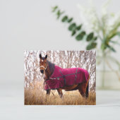 Cheval dans une couverture de Bourgogne Carte post (Debout devant)