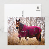 Cheval dans une couverture de Bourgogne Carte post (Devant / Derrière)
