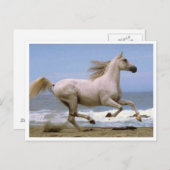 cheval de carte postale blanc (Devant / Derrière)
