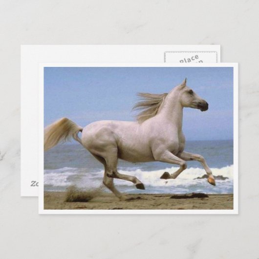 cheval de carte postale blanc (Devant / Derrière)