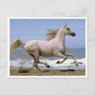 cheval de carte postale blanc