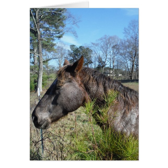 Cheval de couleur Coco et Crème (Devant)
