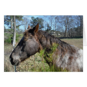 Cheval de couleur Coco et Crème