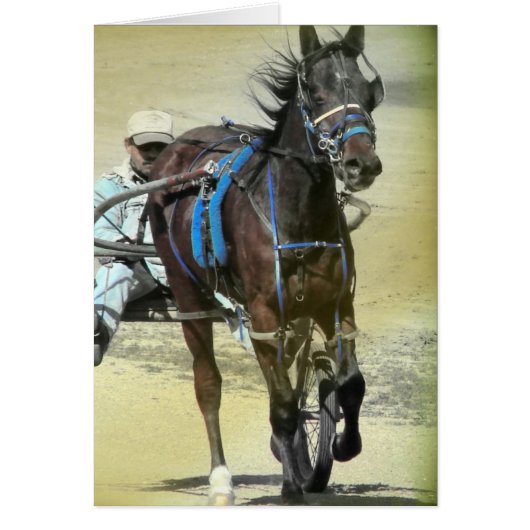 Cheval de course de Standardbred (Devant)