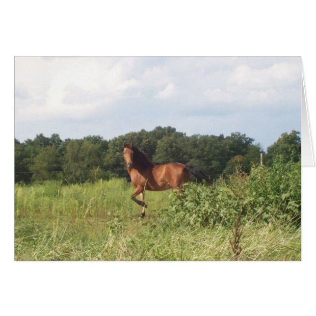 Cheval de ferme de campagne (Devant horizontal)