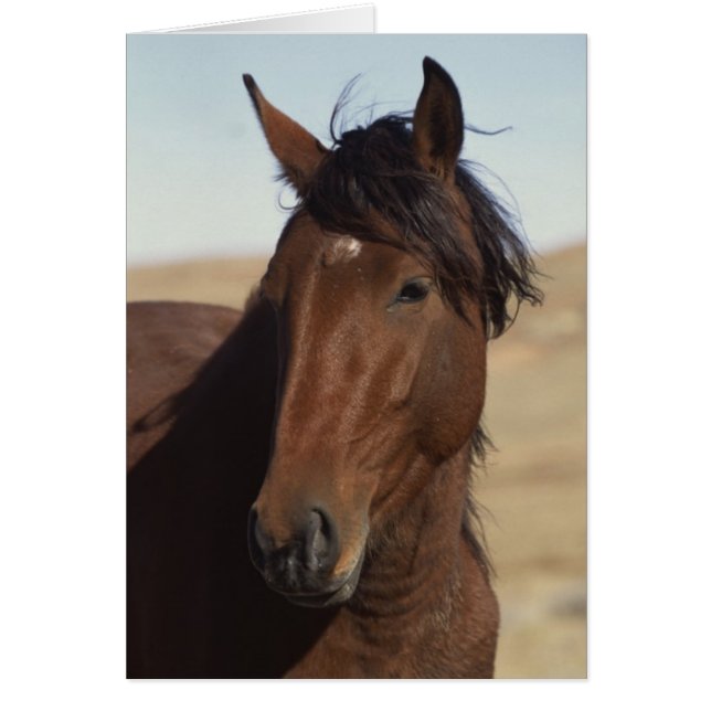 Cheval de la baie au vent (Devant)