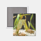 Cheval de mer - aimant (Recto/Verso)