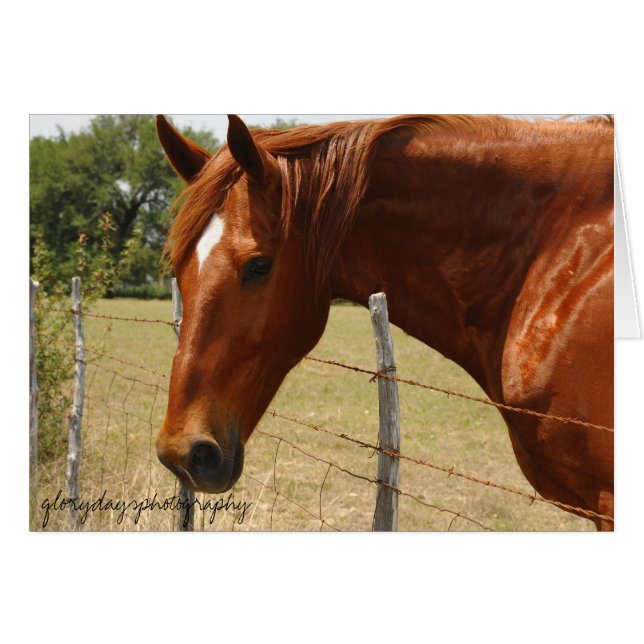 Cheval de pays de colline du Texas (Devant horizontal)