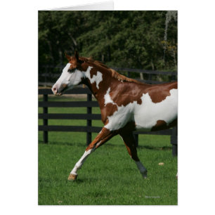 Cheval de peinture en marche 1