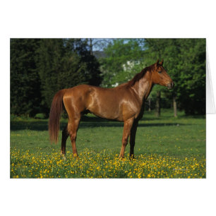 Cheval de pur sang en fleurs