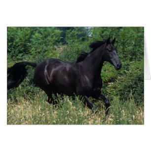 Cheval de race Thoroughbred coule dans l'herbe
